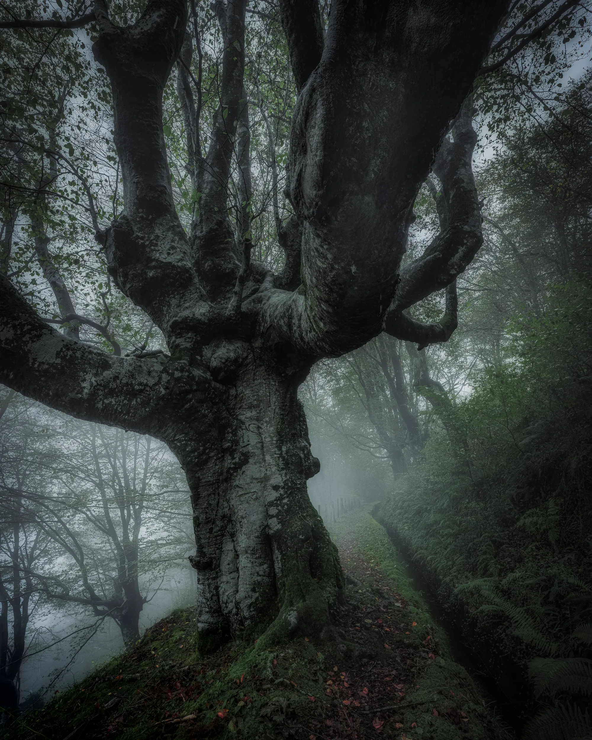 Aiako Harria, la forêt mystique du Pays basque