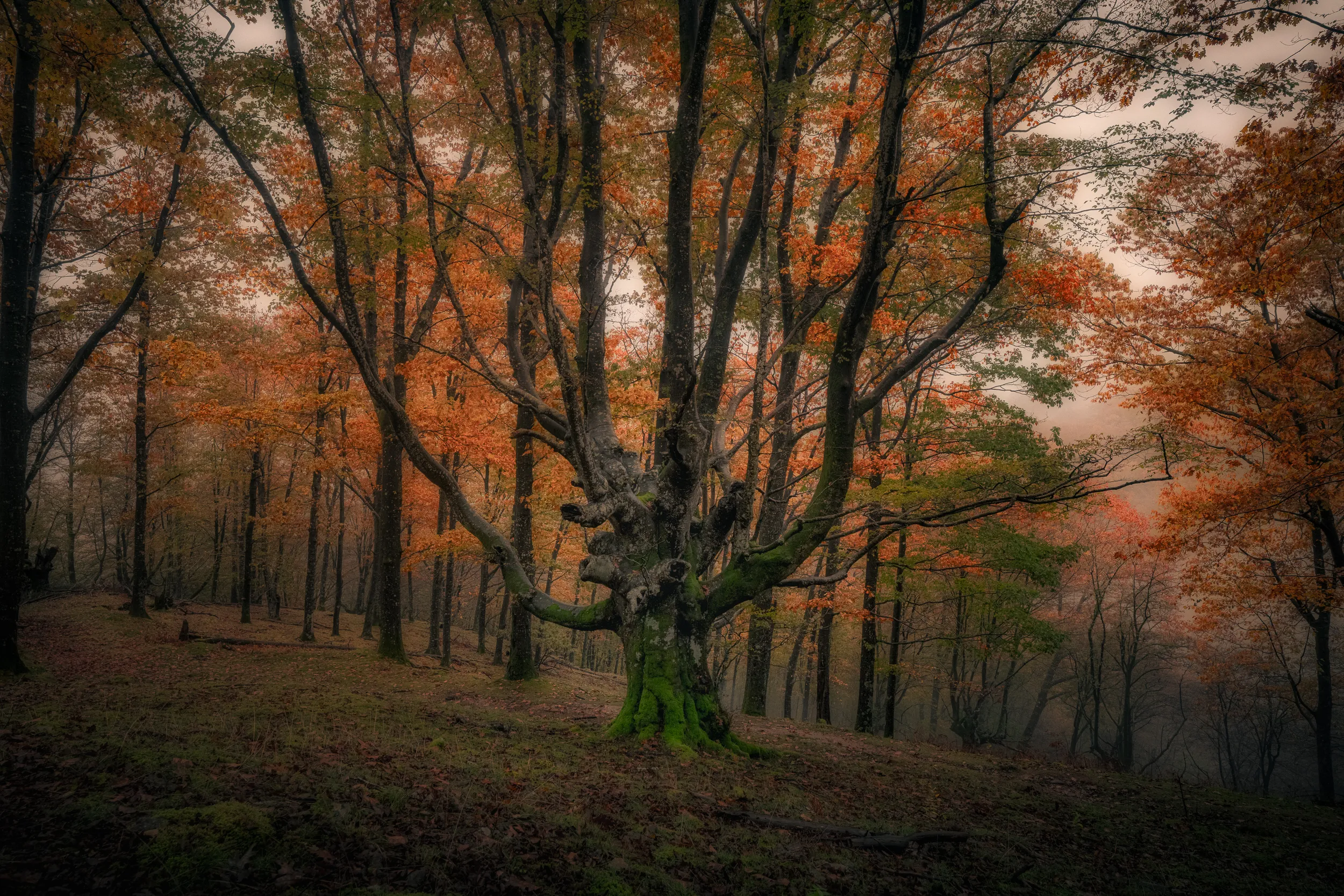 Hêtre tortueux dans la forêt d'Aiako Harria aux couleurs d'automne