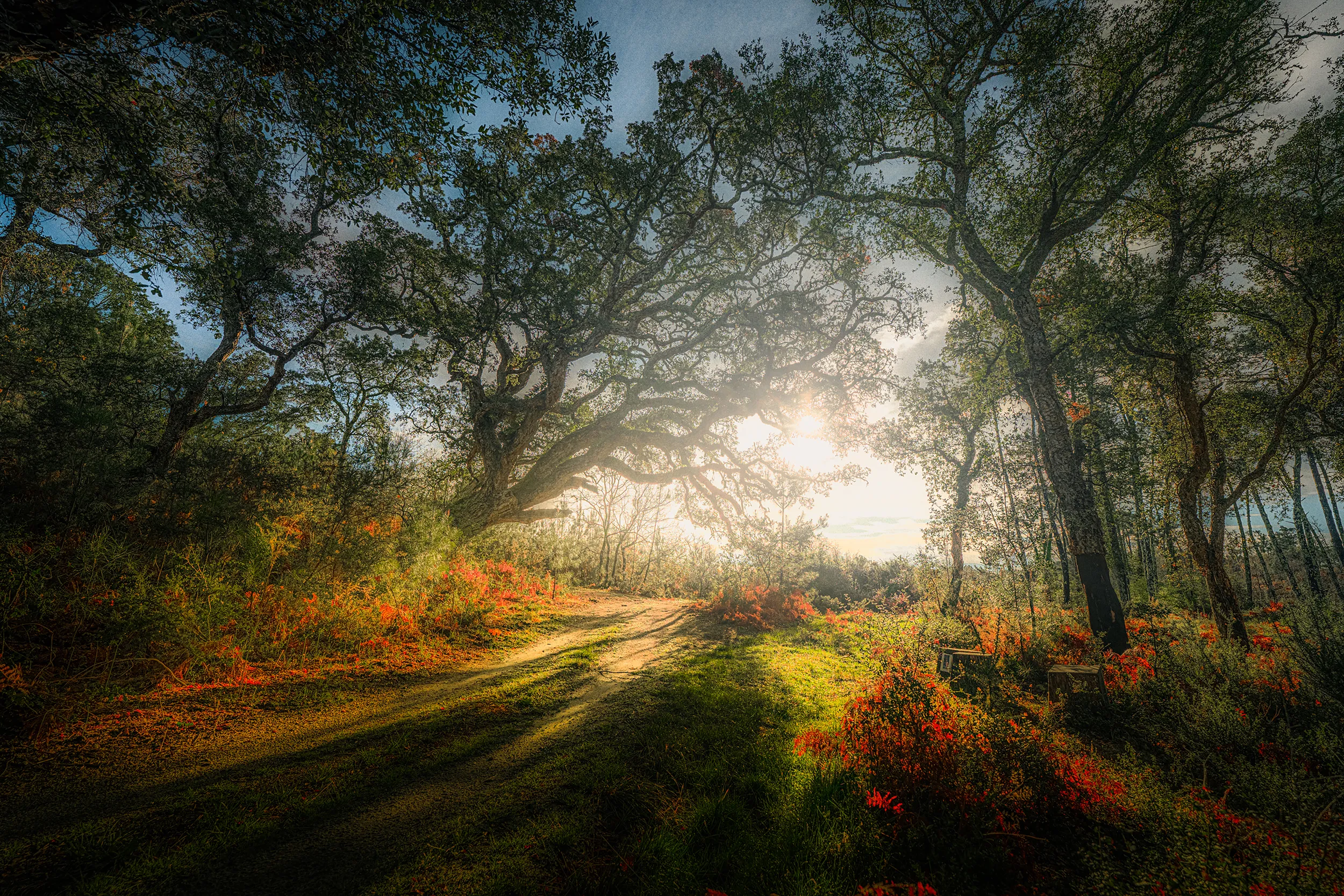 Soleil rasant à travers les chênes-lièges du courant d'Huchet, dans les Landes