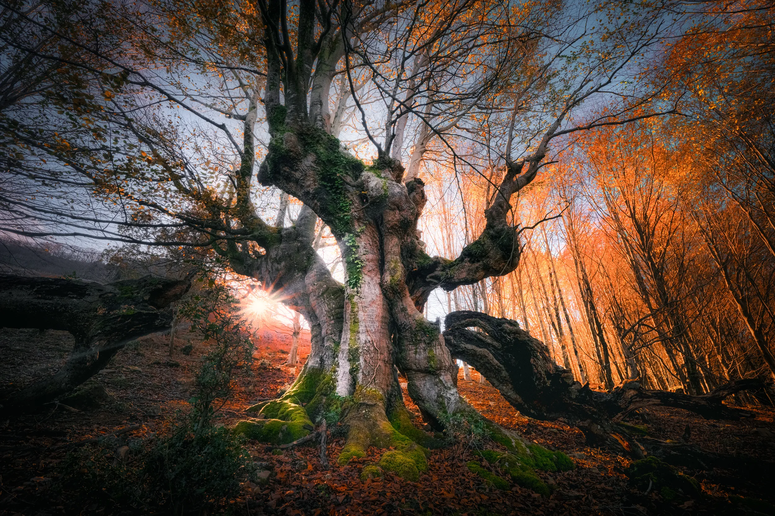 Hêtre remarquable sur les pentes de l'Ibantelli, dans la forêt de Sare, au Pays basque
