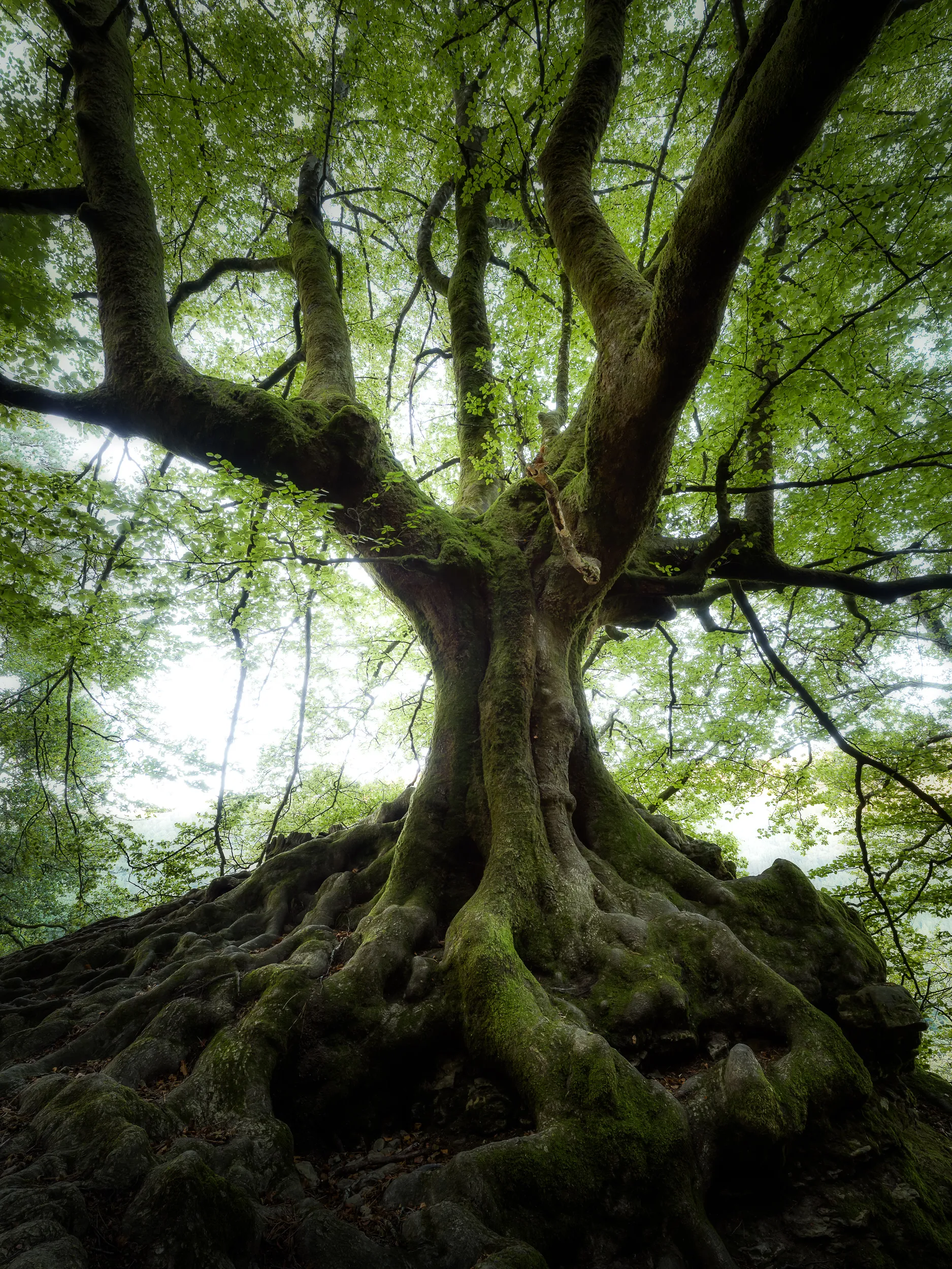 Un hêtre étété déploie ses branches comme des bras vers la canopée