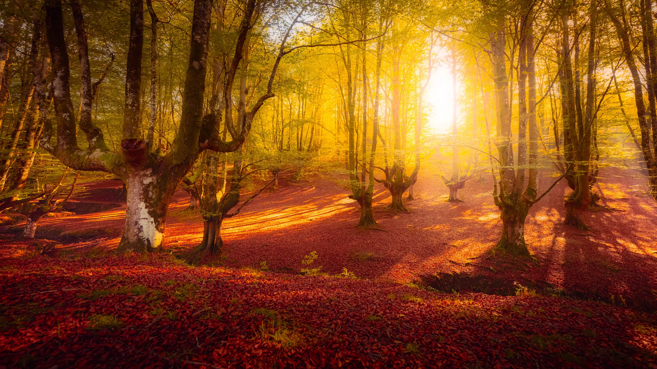 Rayons de soleil à travers les hêtres ététés d'Otzarreta, au-dessus d'un sol couvert de feuilles rouges
