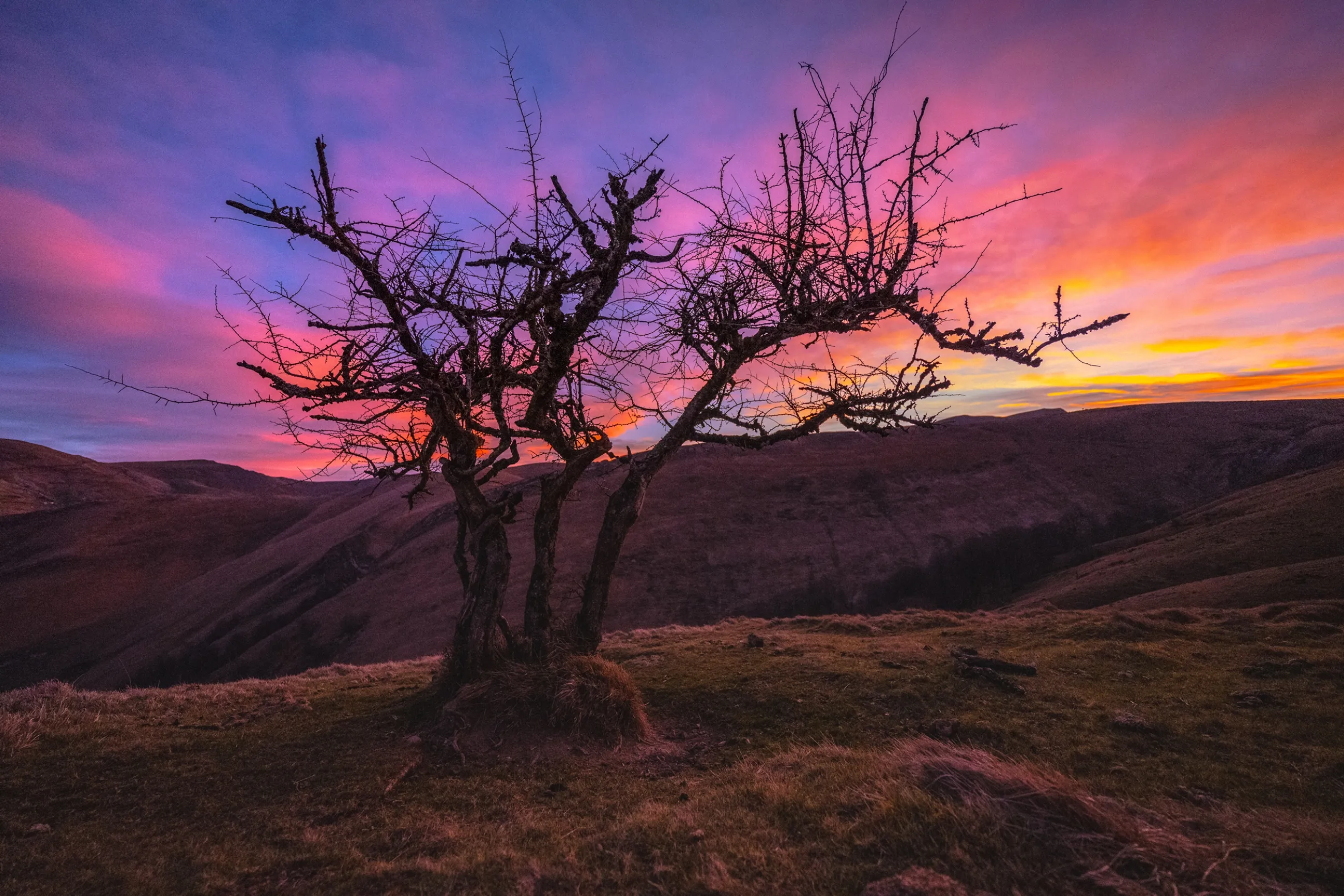 Une aubépine noueuse se découpe sur un ciel de feu rose et orange, sur les crêtes d'Iraty