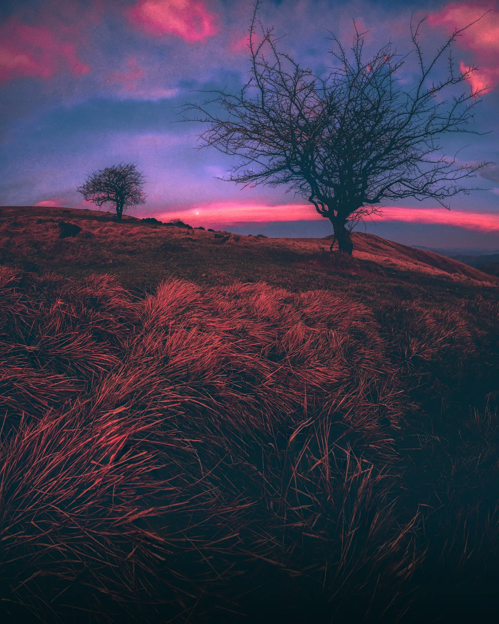 Aubépines sur une colline d'Iraty, herbes rousses au premier plan et ciel rose au coucher du soleil