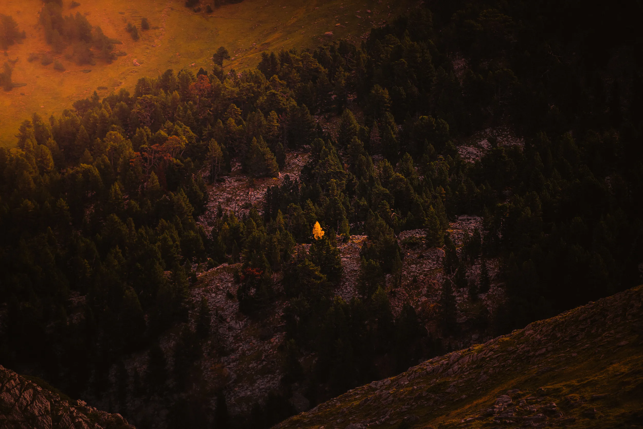 Un mélèze doré seul au milieu d'une pente sombre de pins, en automne dans les Pyrénées