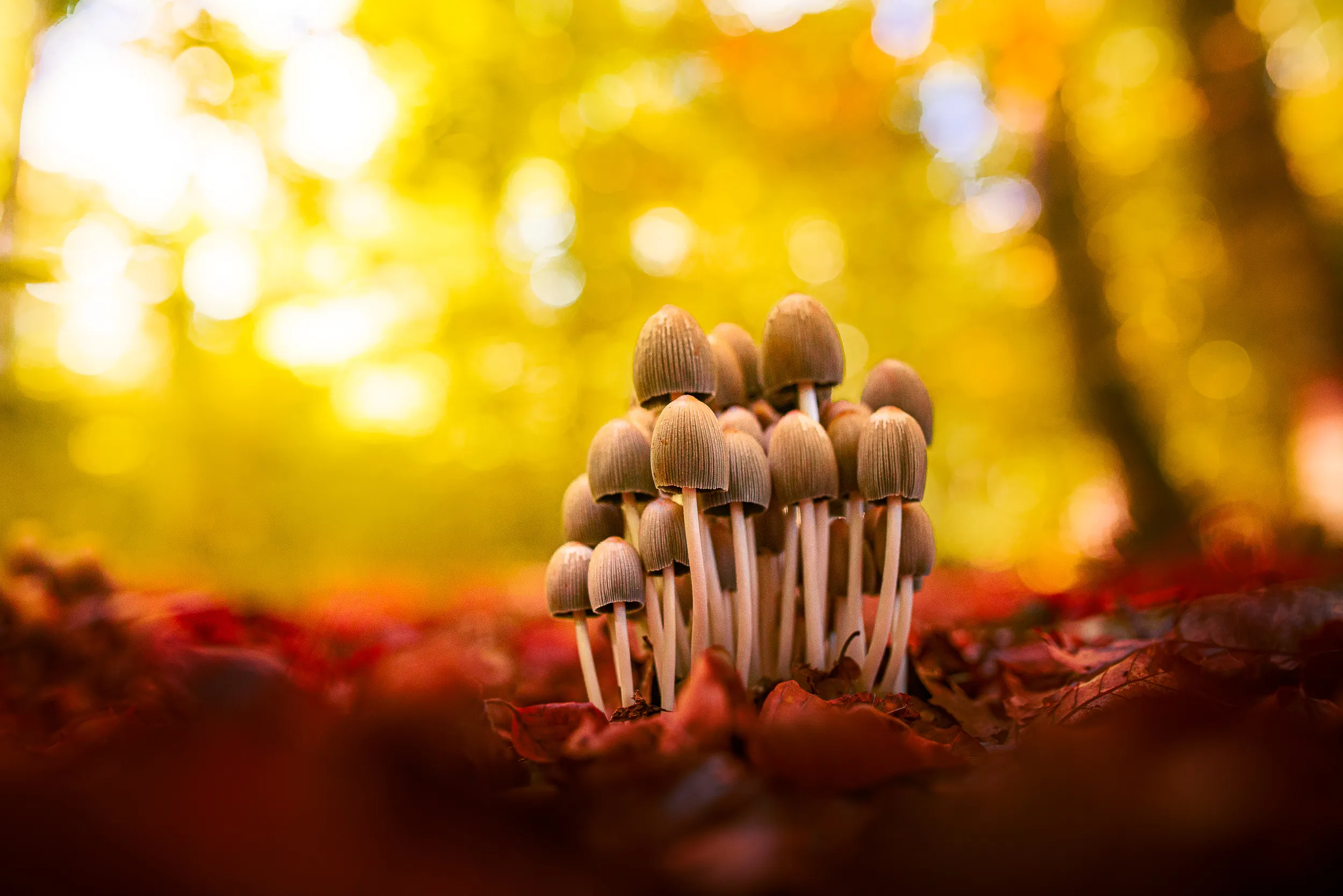 Une touffe de champignons sur un tapis de feuilles mortes, dans la lumière dorée de la forêt d'Iraty