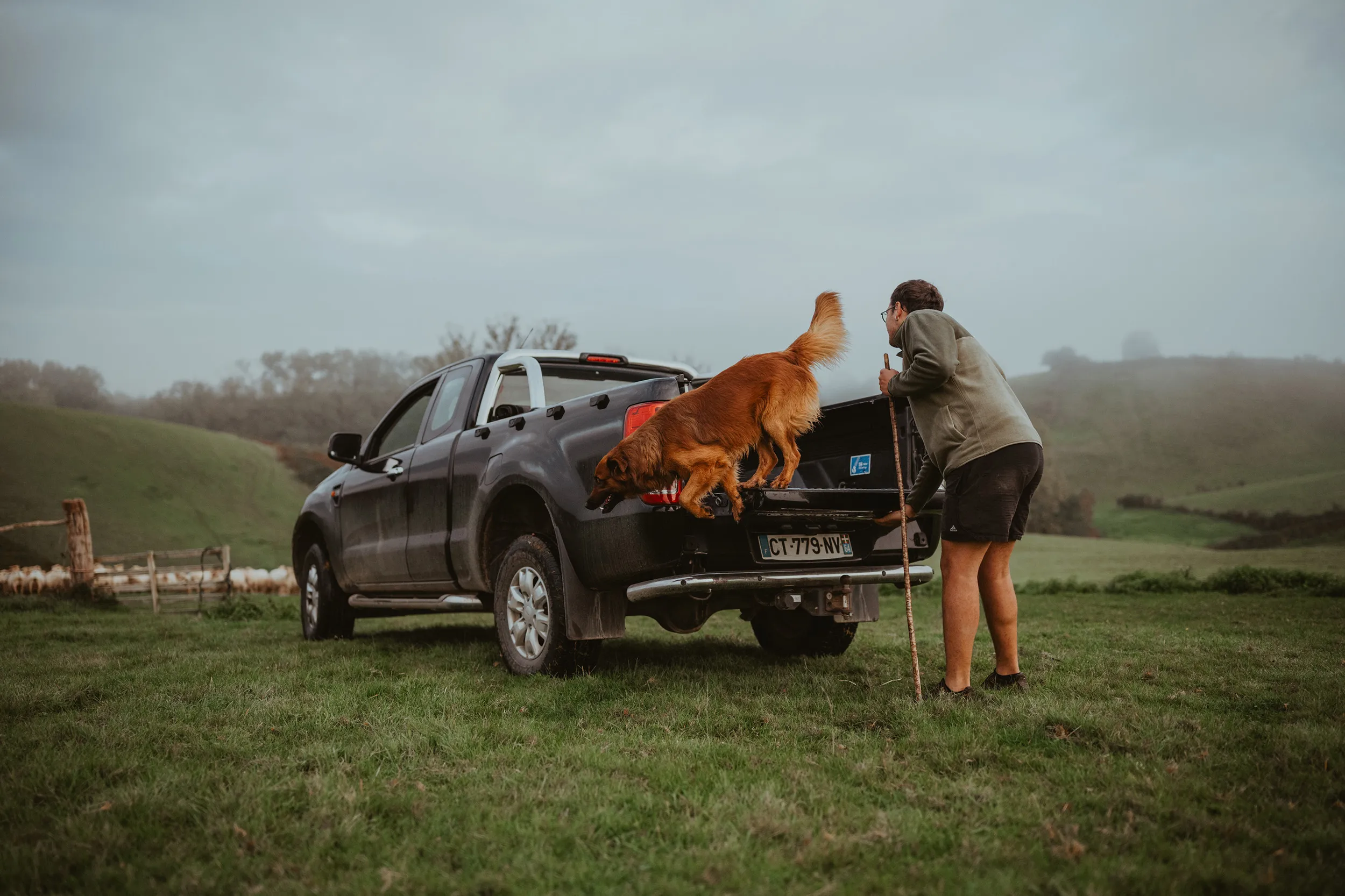 Chien sautant dans la benne d'un pick-up, dans la campagne