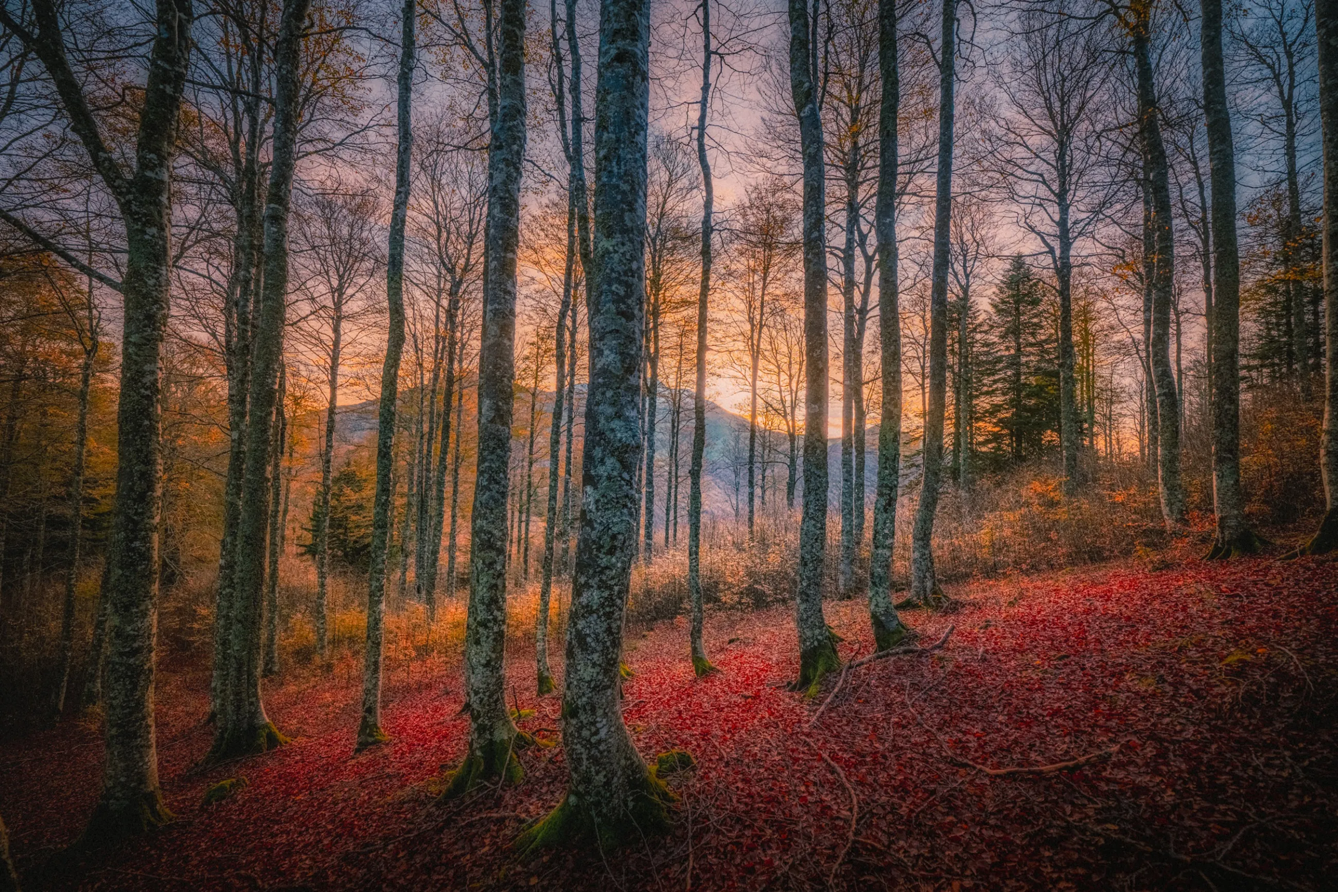 Troncs de hêtres sur un tapis de feuilles rouges, dans la lumière du soir de la forêt d'Iraty