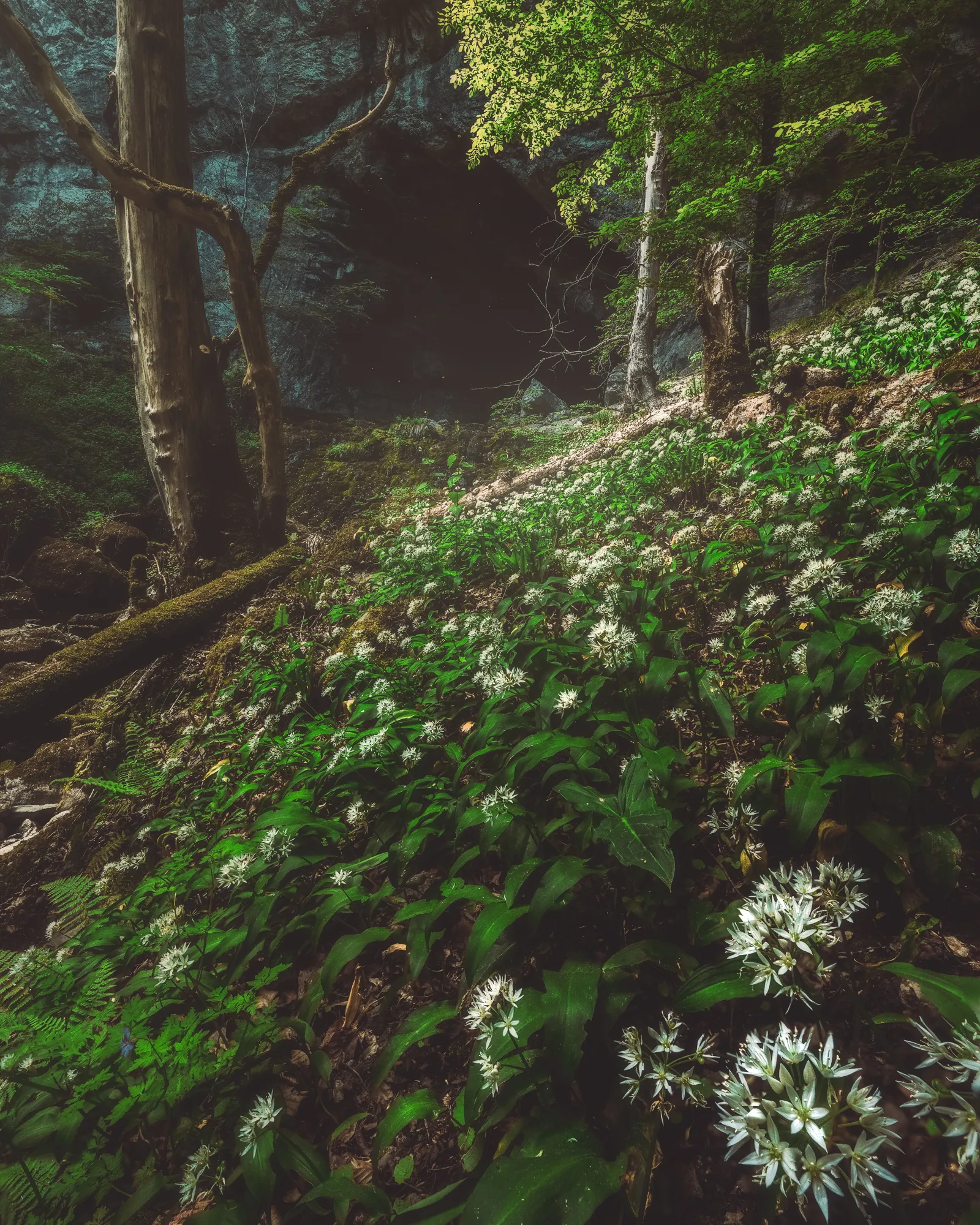 Un tapis d'ail des ours en fleurs sur une pente forestière, près de la grotte de la Bidouze