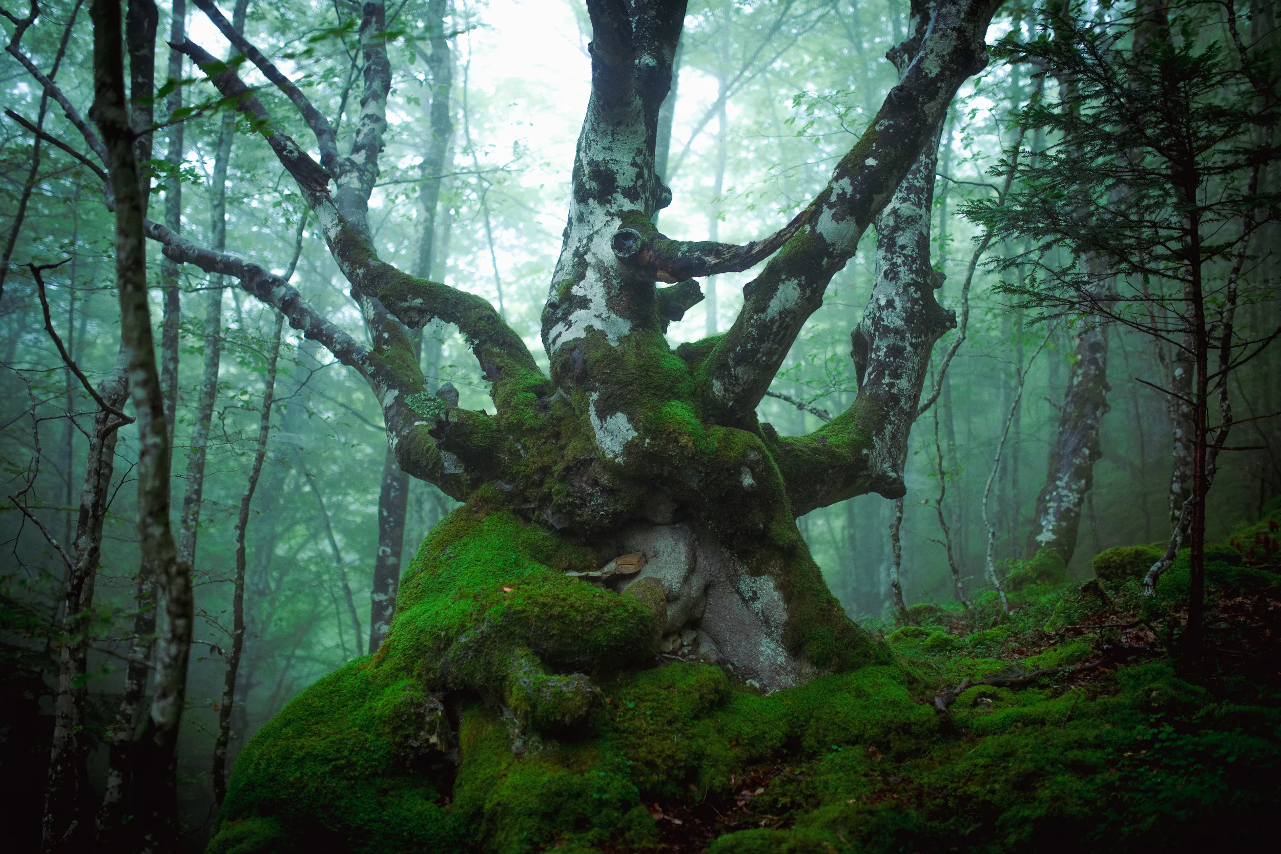 Un hêtre aux branches tordues couvert de mousse, dans une forêt brumeuse aux teintes vertes