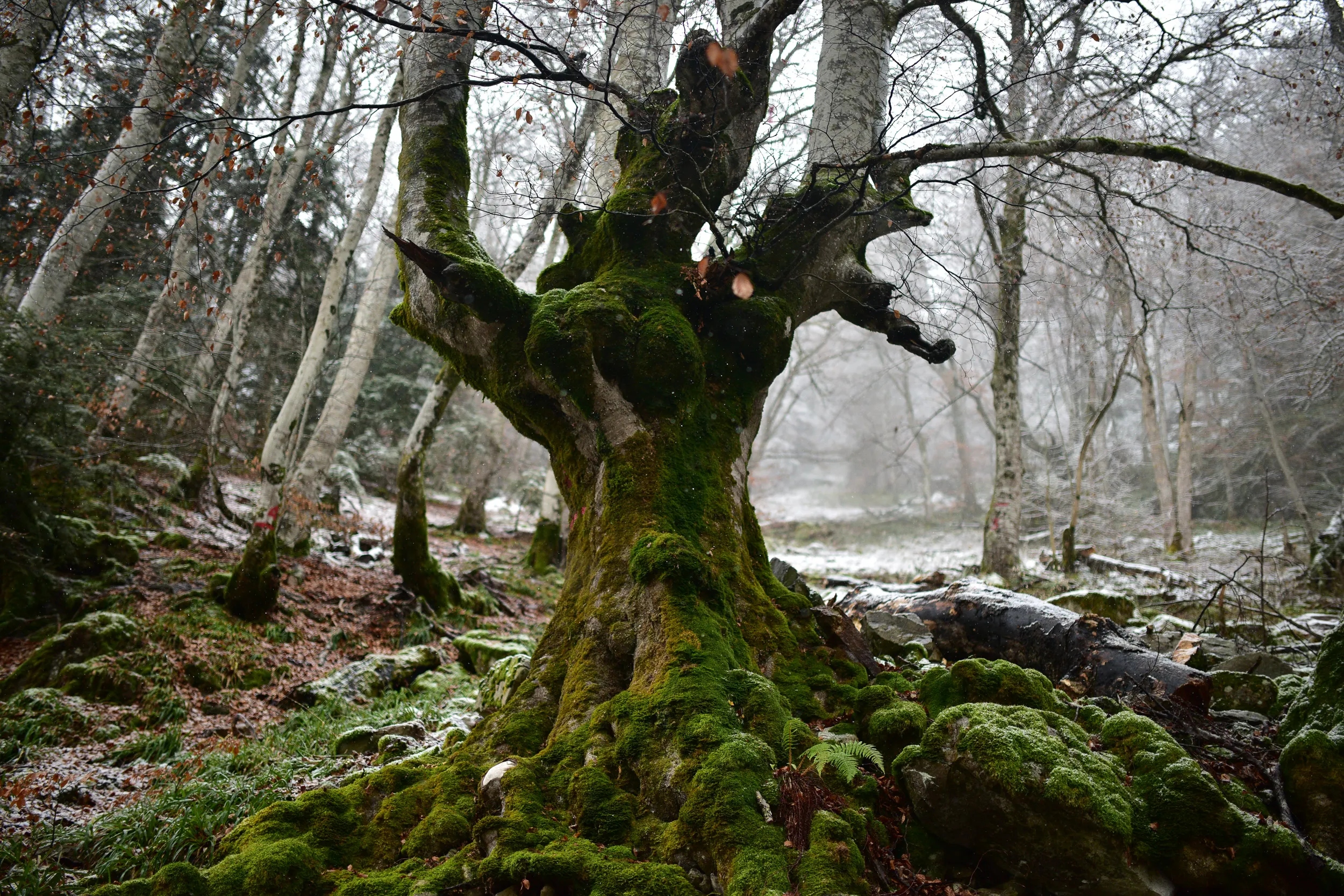 Un vieux hêtre têtard couvert de mousse dans une forêt légèrement enneigée, près de Luchon
