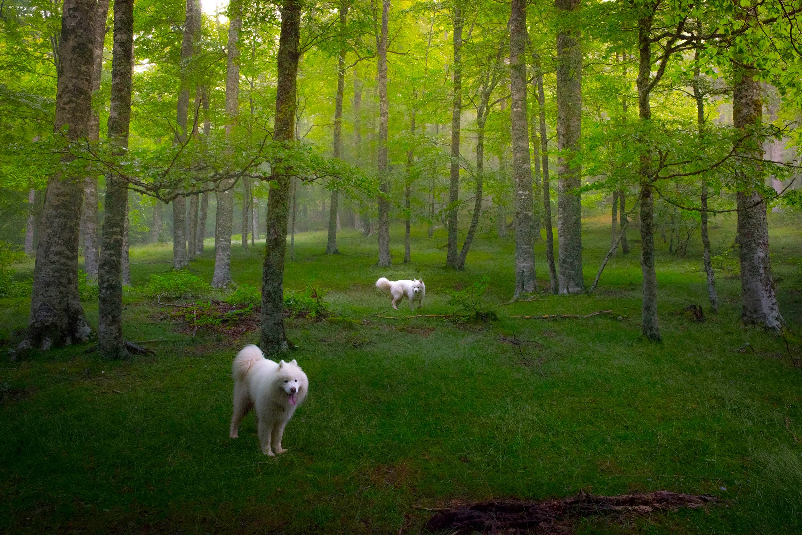 Deux chiens samoyèdes blancs dans une hêtraie printanière d'Iraty, sur un tapis d'herbe verte