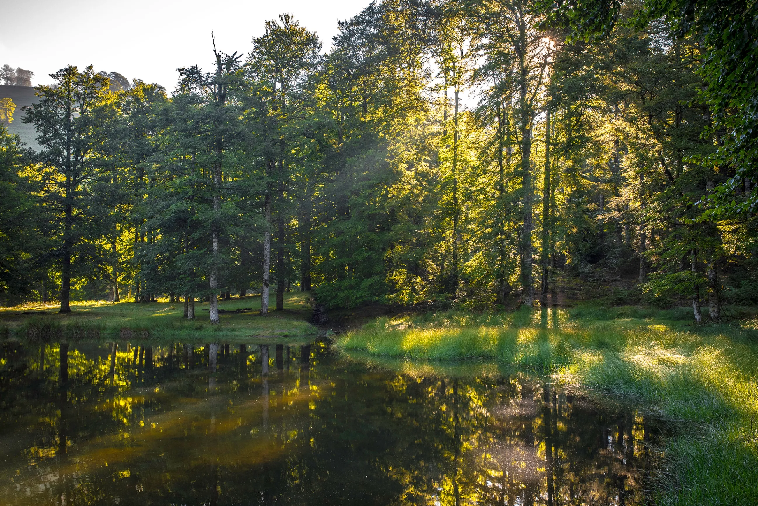 Un étang calme dans la forêt d'Iraty, traversé par les rayons du soleil filtrant entre les arbres