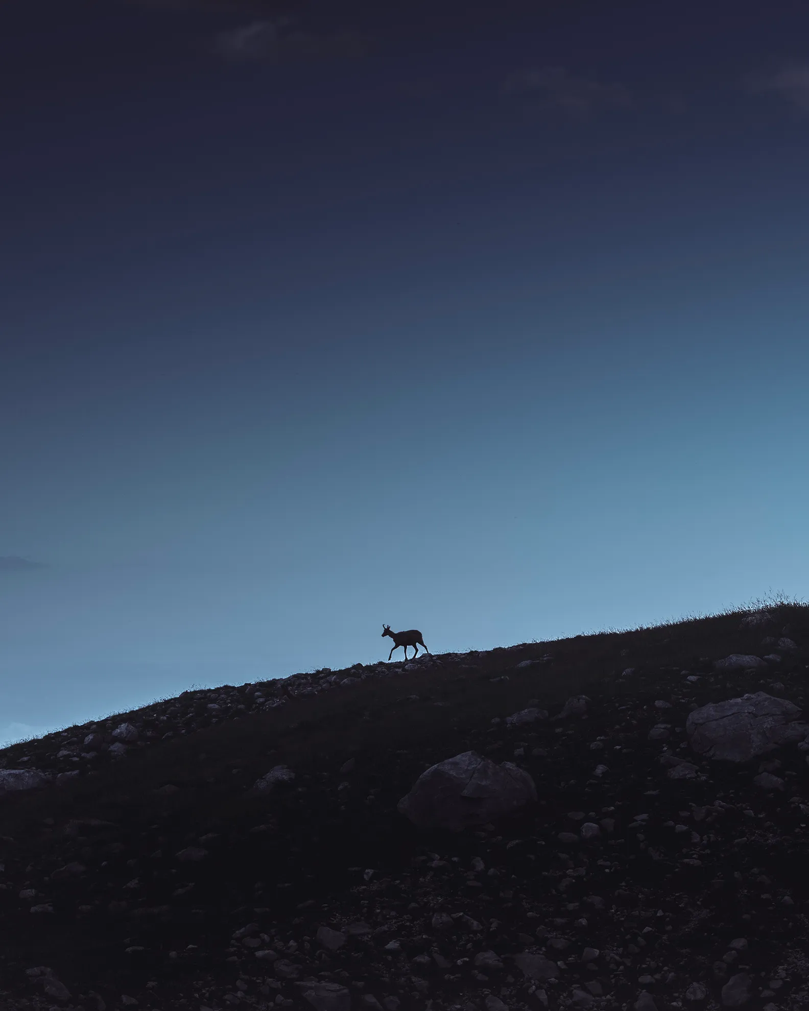 Silhouette d'un isard sur une crête à l'heure bleue, sous un ciel dégradé