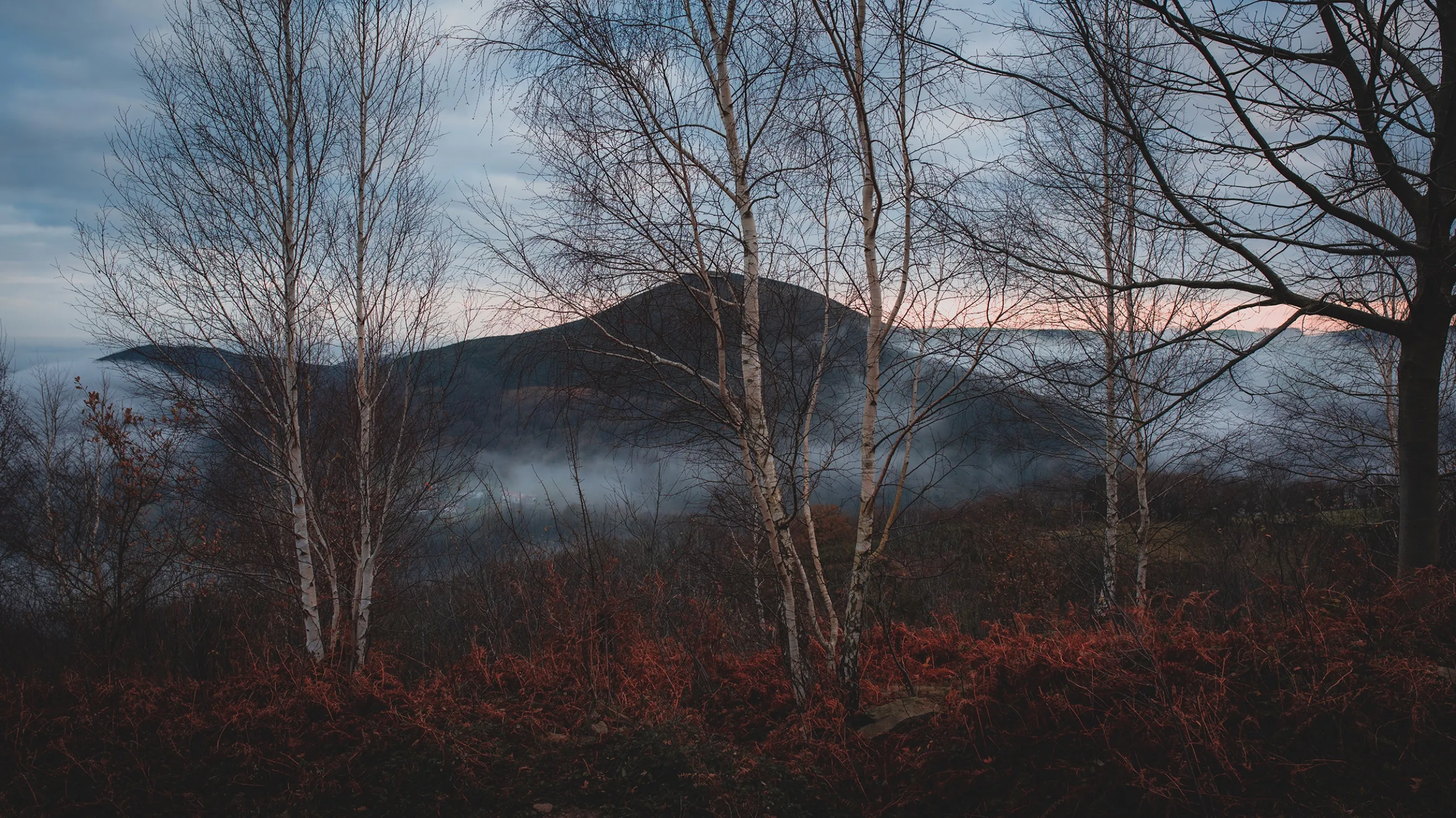 La Rhune émergeant de la brume à l'heure bleue, encadrée par des bouleaux nus