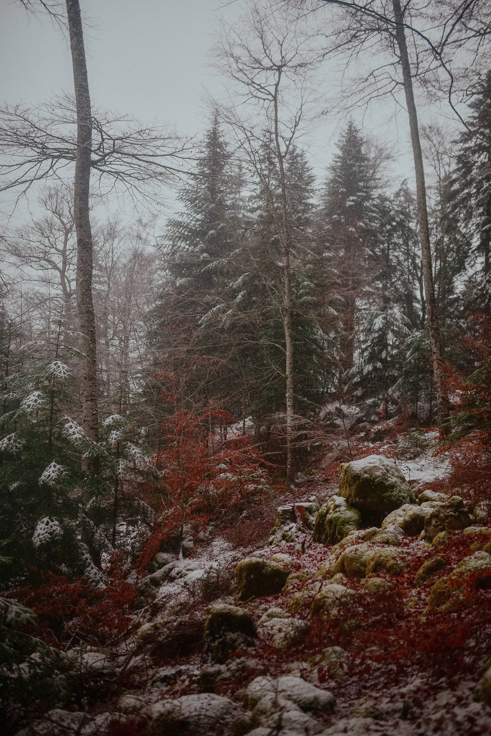 Une forêt de sapins et de hêtres légèrement enneigée dans la brume, près de Luchon