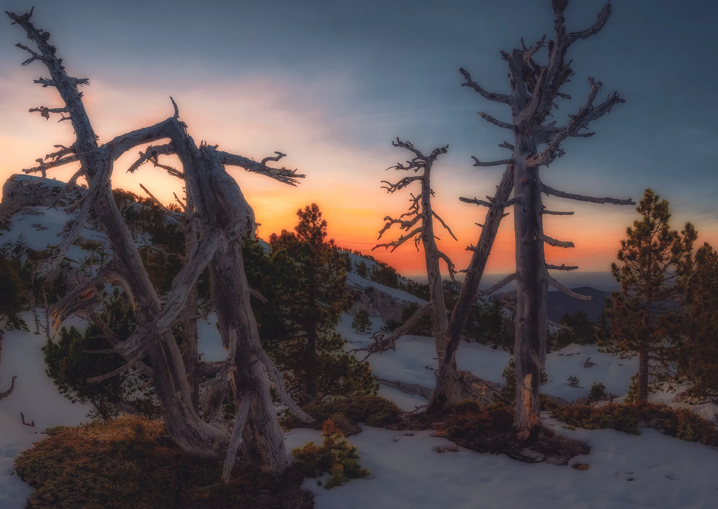 Des pins à crochets morts et tordus dans la neige au coucher du soleil, aux orgues de Camplong