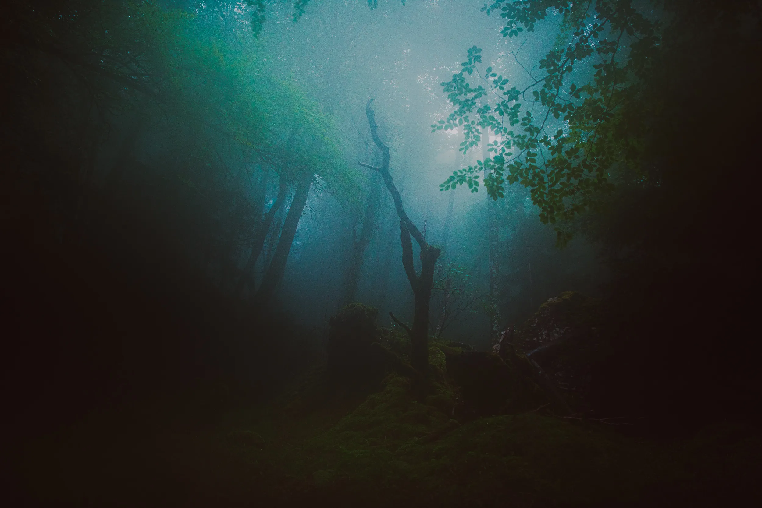 Un arbre mort dans une forêt plongée dans un brouillard bleu-vert
