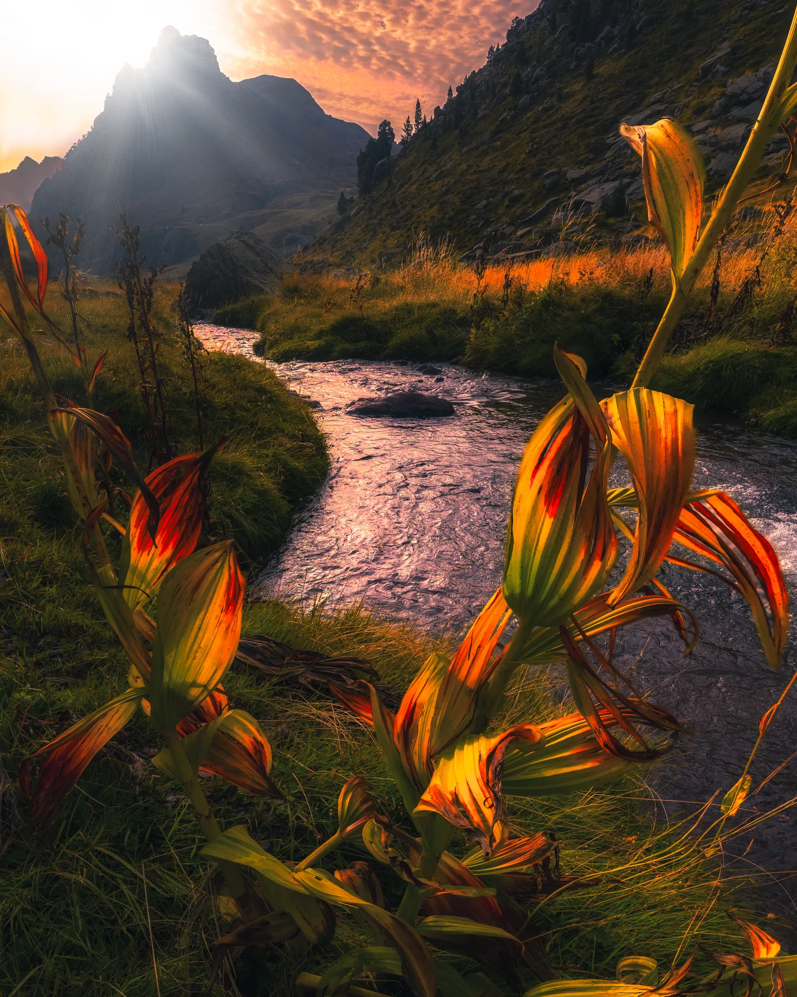 Feuilles de vératre éclairées à contre-jour au bord d'un torrent, sous un sommet traversé de rayons de soleil