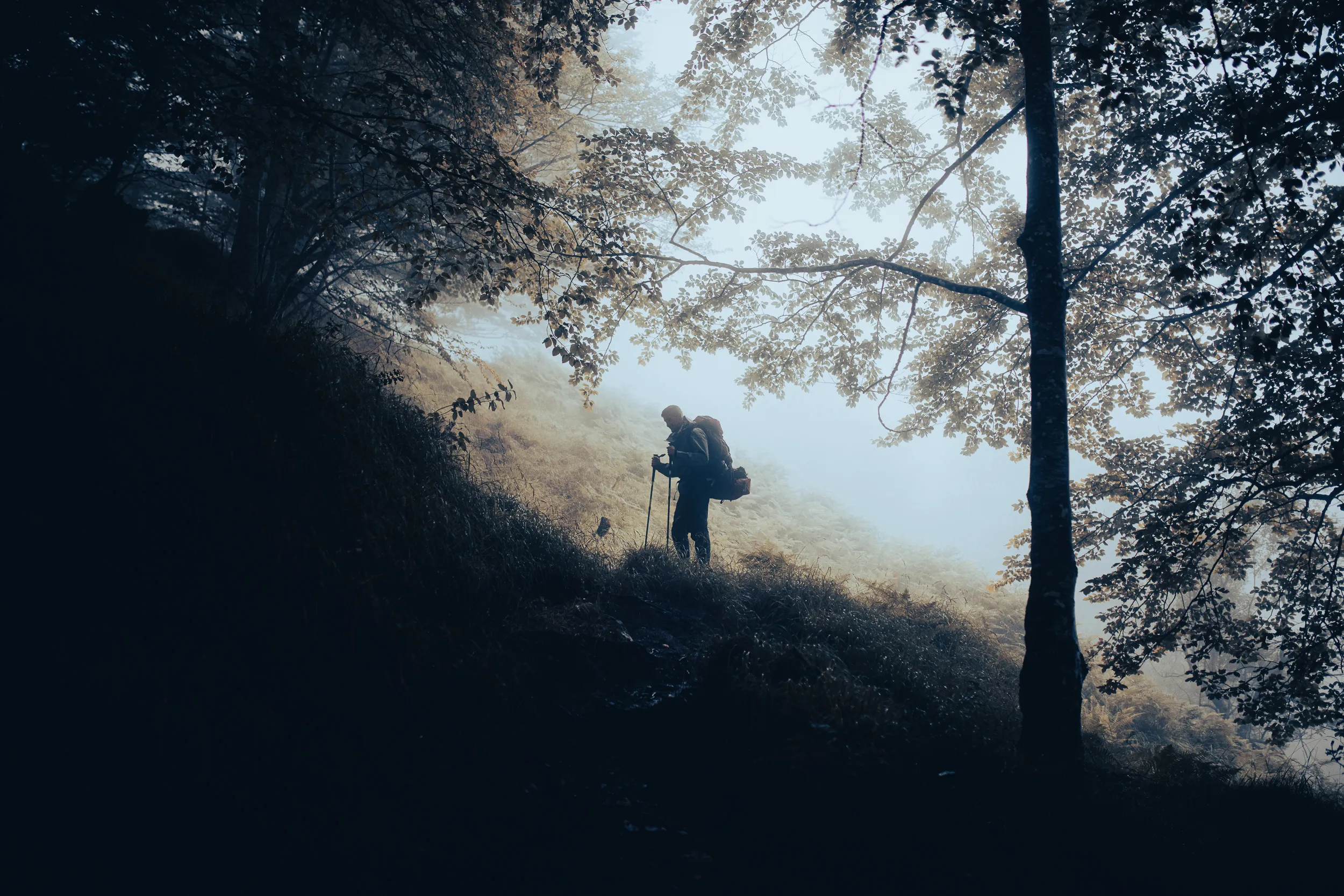 Silhouette d'un randonneur à contre-jour dans une forêt brumeuse, sous les branches des hêtres