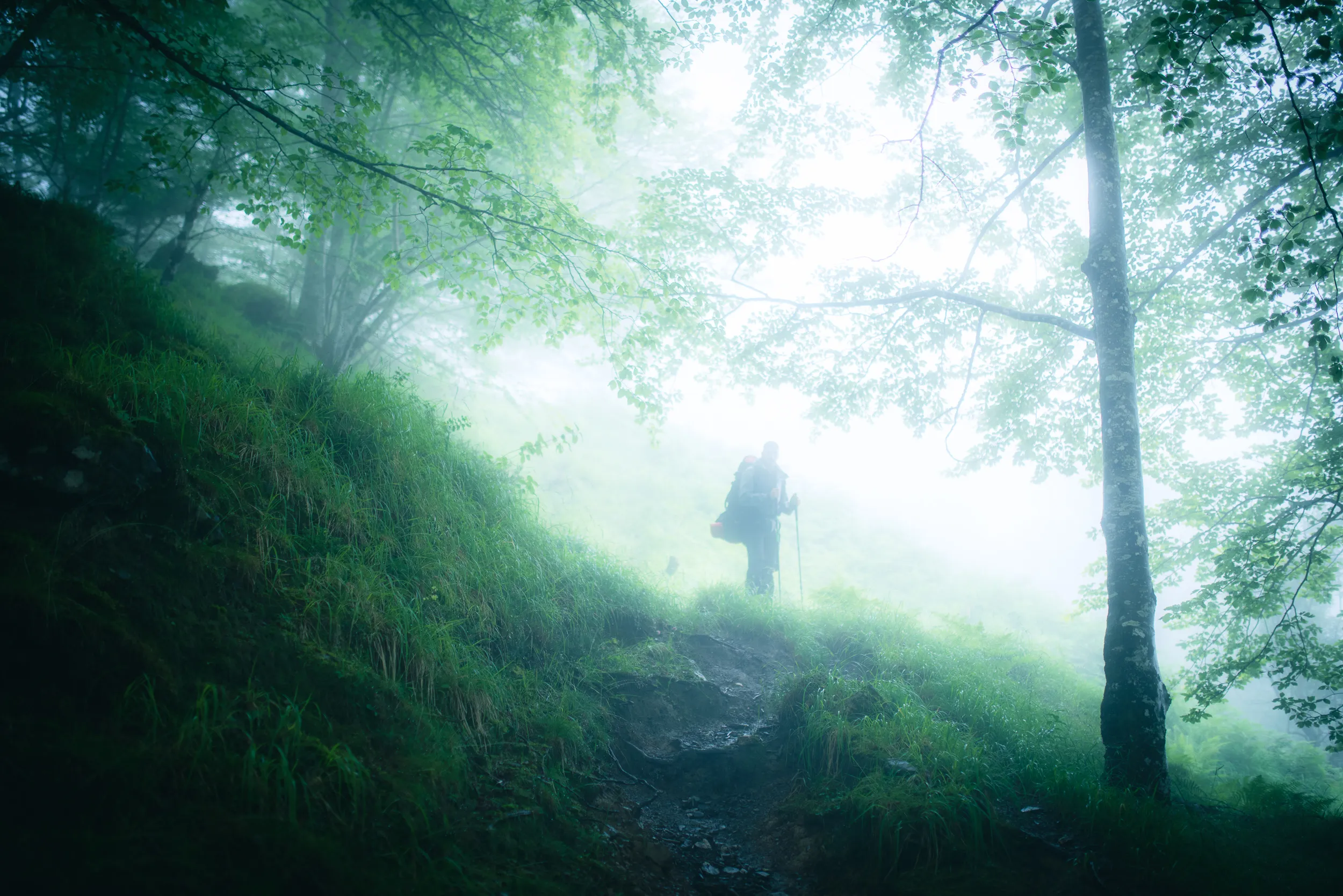 Un randonneur sur un sentier de hêtraie baigné de brume et de lumière verte