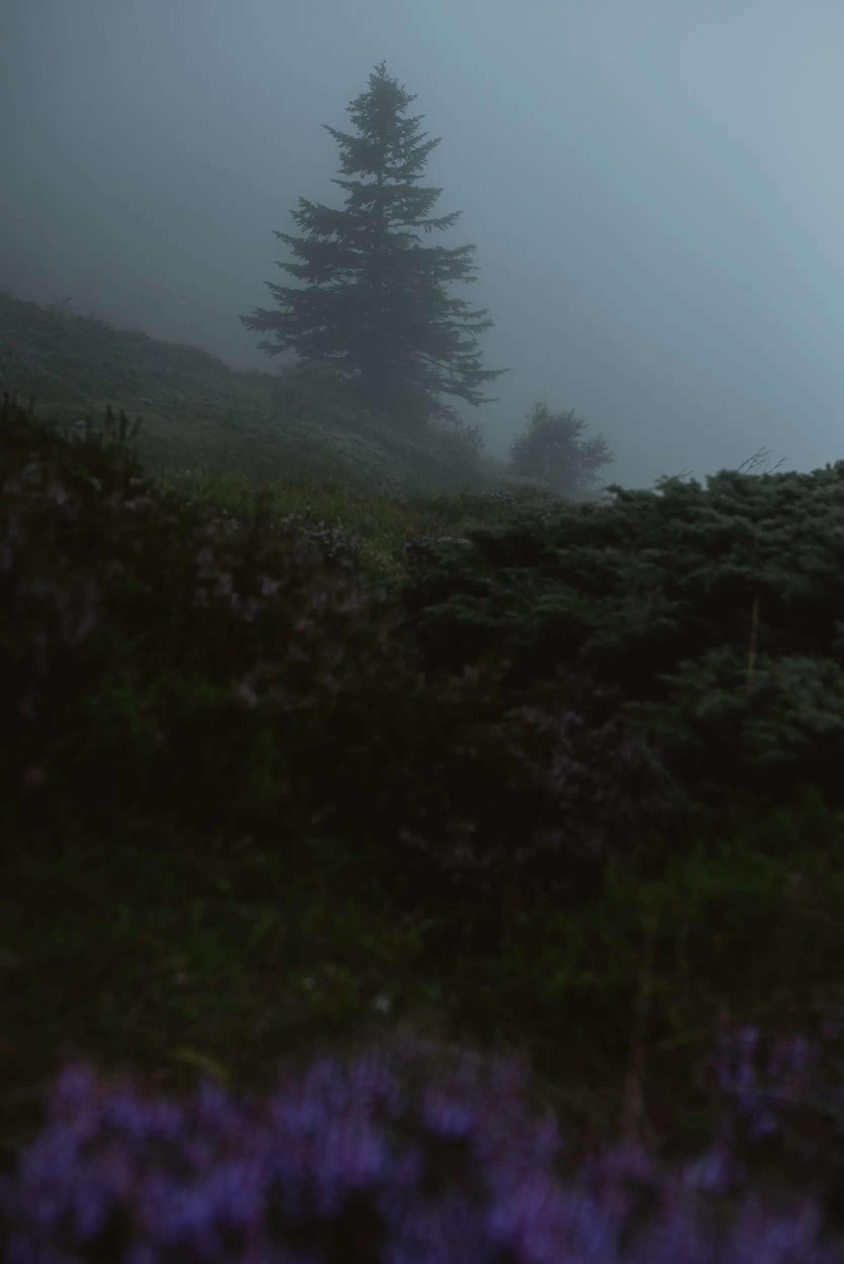 Un sapin solitaire dans la brume au-dessus d'une lande, des fleurs violettes au premier plan
