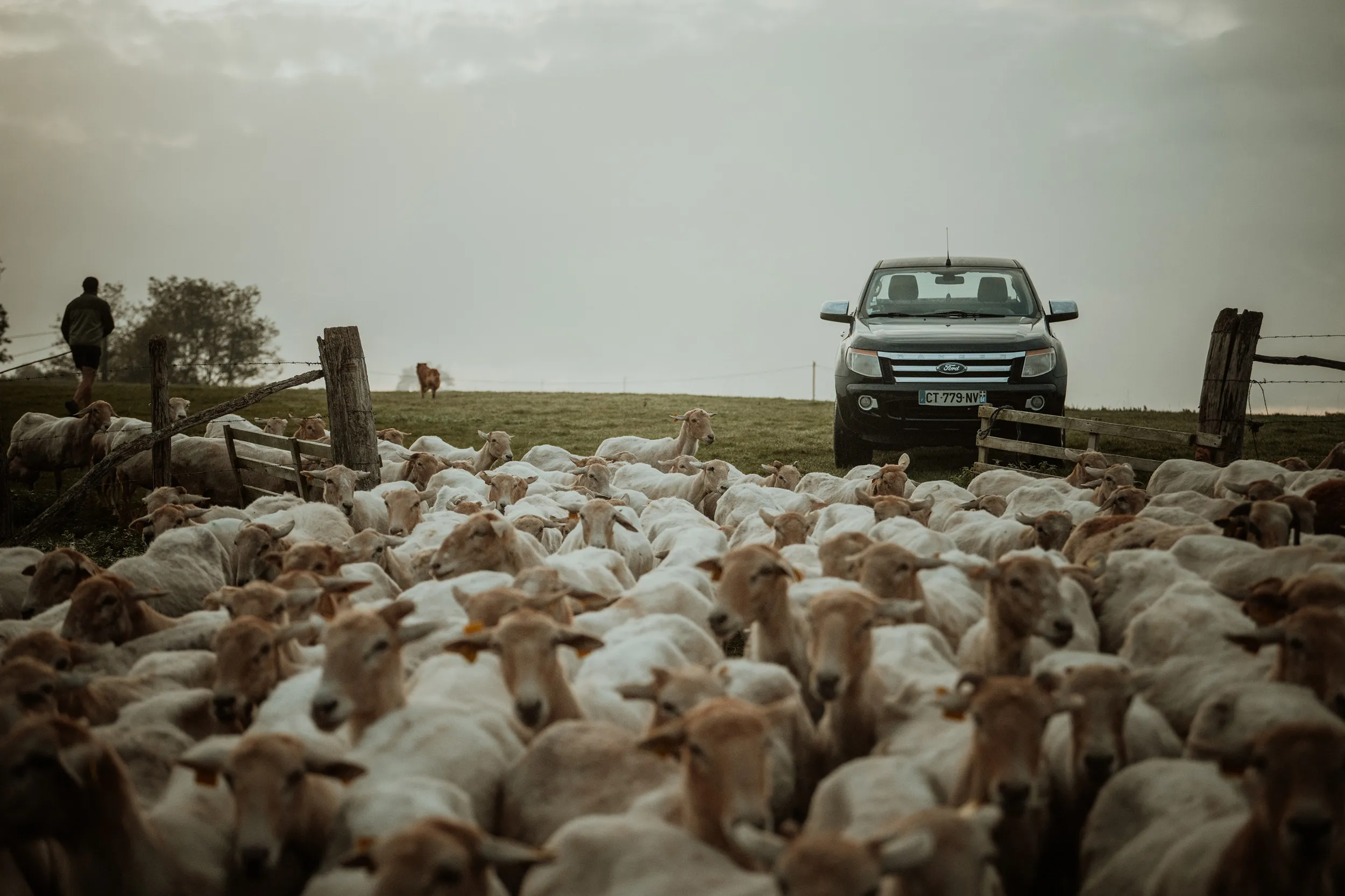 Troupeau de moutons devant un pick-up, au petit matin