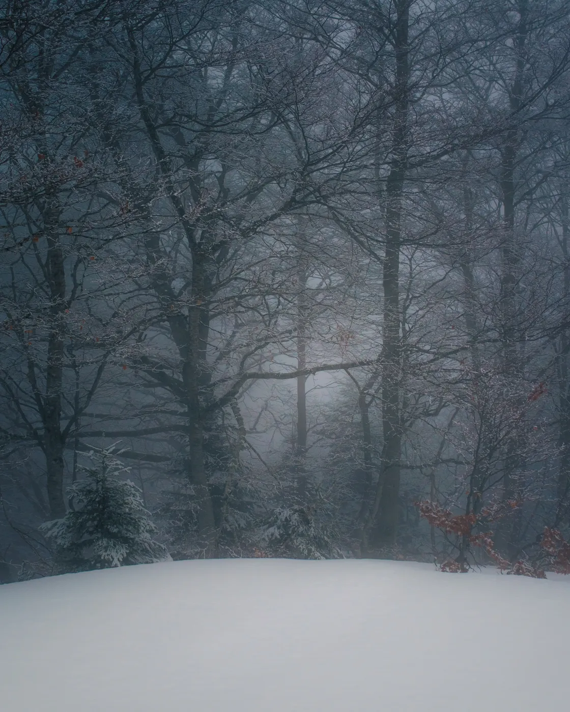Une hêtraie enneigée plongée dans le brouillard, dans le vallon de Belonce