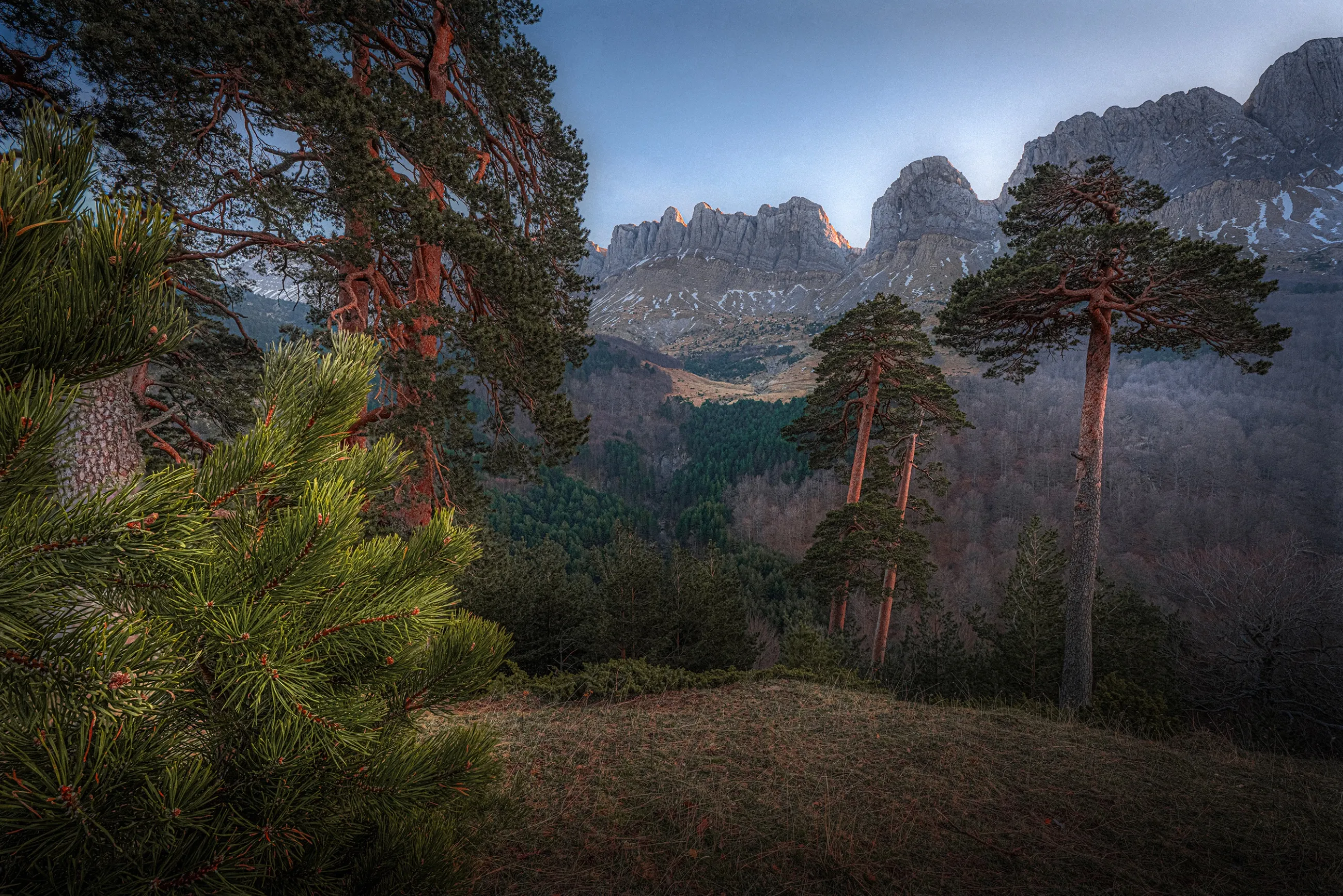 Pins sylvestres encadrant les falaises de la Sierra de los Alanos, à Zuriza, vallée d'Ansó